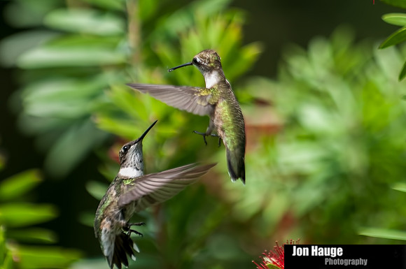 Hummingbird Photography