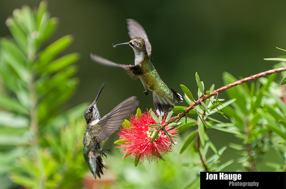 Hummingbird Photography