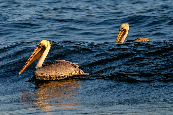 Brown Pelican Fish Feeding