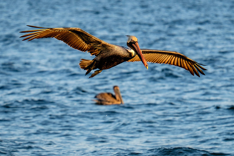 Brown Pelican Fish Feeding
