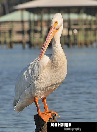 White Pelicans in Daphne,Alabama
