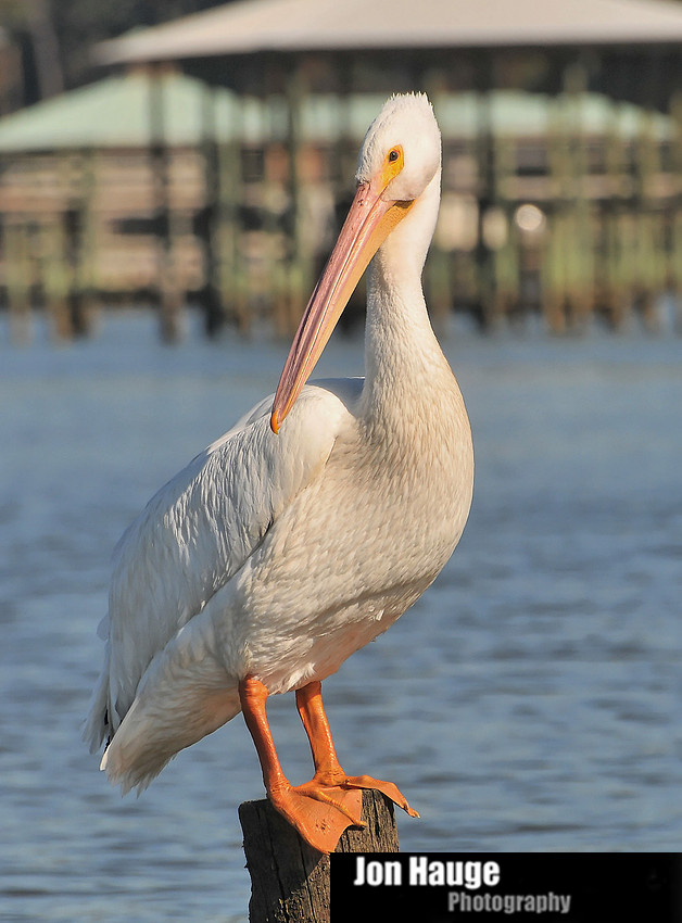 White Pelicans in Daphne,Alabama