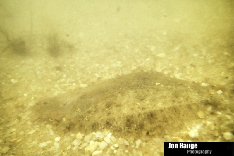 flounder