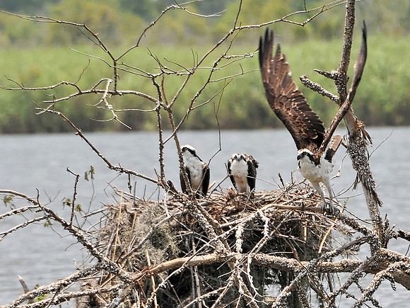 Osprey Nest in Mobile Bay