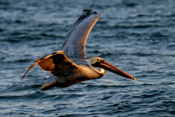 Brown Pelican Fish Feeding