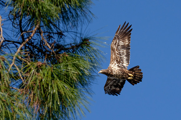 Bald Eagle Perdido Key