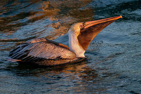 Brown Pelican Fish Feeding