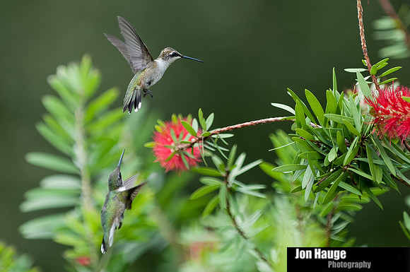 Hummingbird Photography