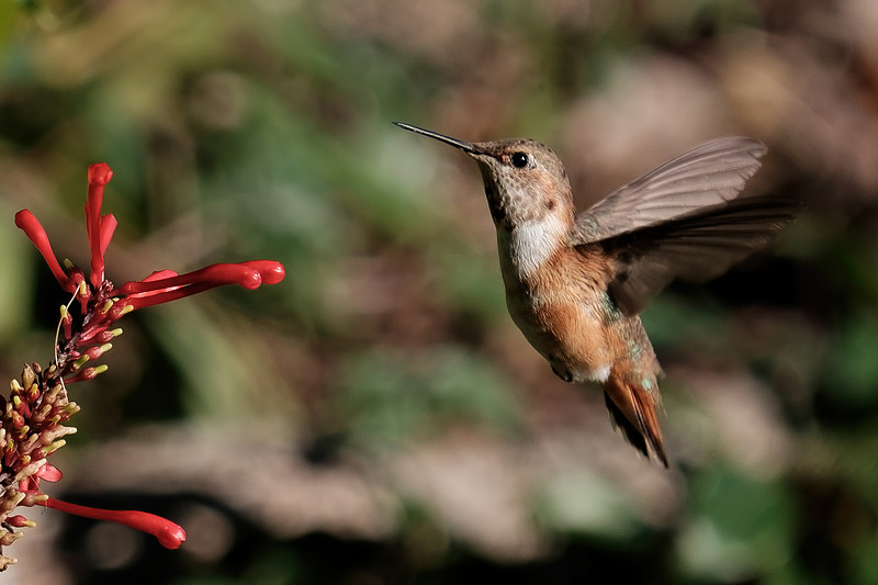 Juvenile Rufous Hummingbird