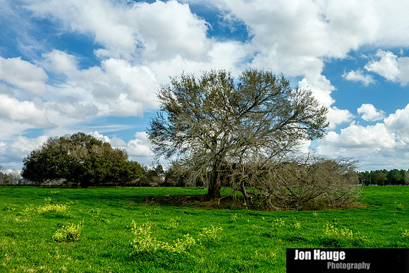 Robertsdale Landscape