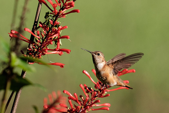 Juvenile Rufous Hummingbird
