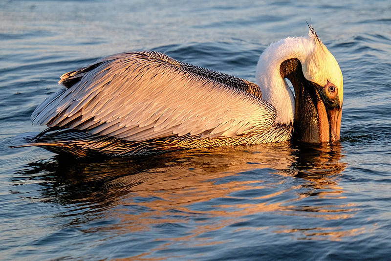 Brown Pelican Fish Feeding