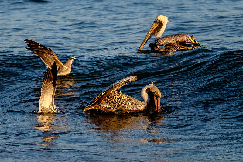 Brown Pelican Fish Feeding