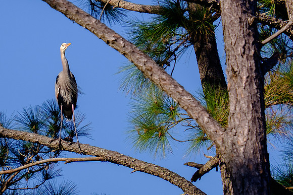 Great Blue Heron