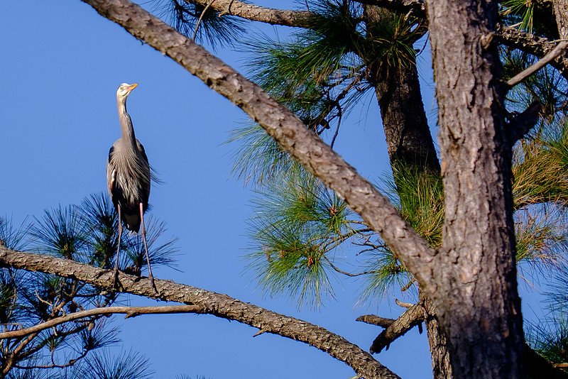 Great Blue Heron