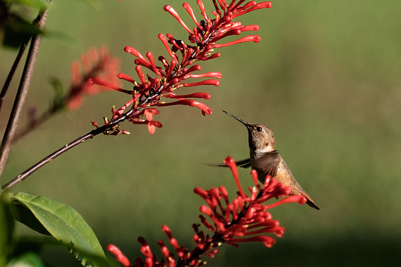 Juvenile Rufous Hummingbird