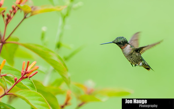 Hummingbird Photography