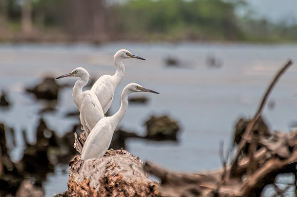 Little Blue Juveniles in Gulf Shores