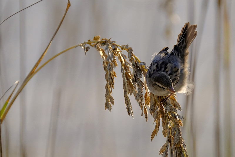 Swamp Sparrows in Orange Beach