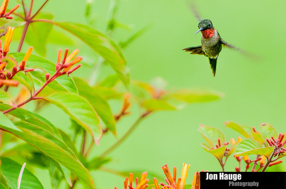Hummingbird Photography