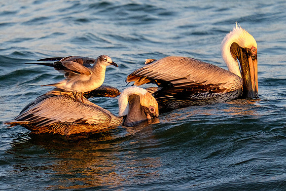 Brown Pelican Fish Feeding
