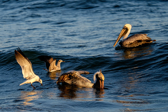 Brown Pelican Fish Feeding