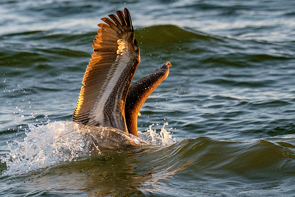 Brown Pelican Fish Feeding