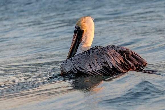 Brown Pelican Fish Feeding