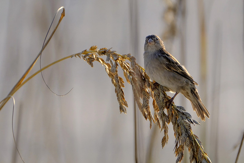 Swamp Sparrows in Orange Beach
