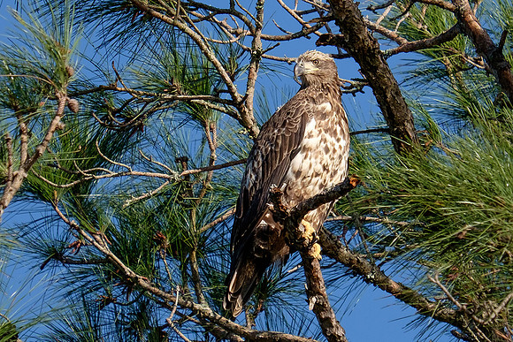 Bald Eagle Perdido Key