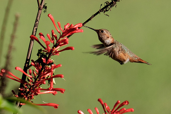 Juvenile Rufous Hummingbird
