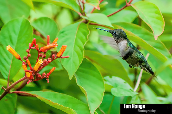 Hummingbird Photography