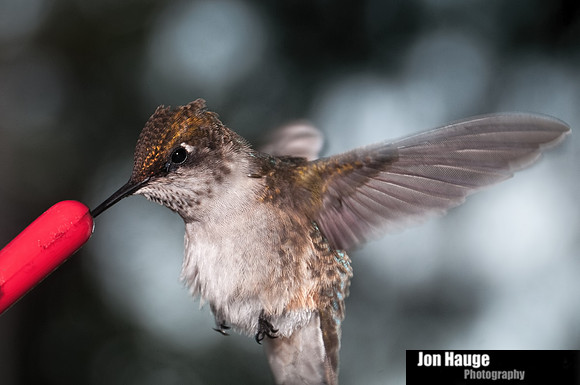 Hummingbird Photography