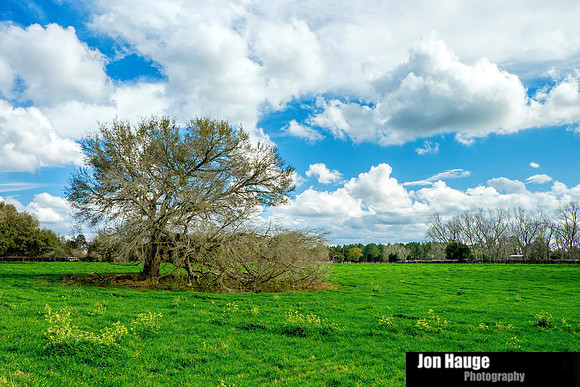 Robertsdale Landscape