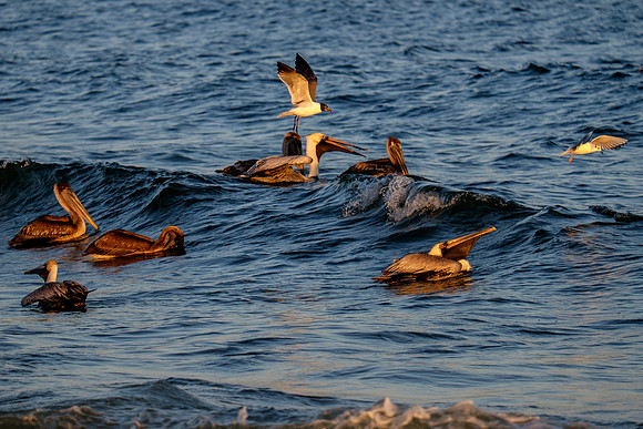 Brown Pelican Fish Feeding