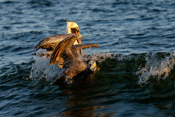 Brown Pelican Fish Feeding