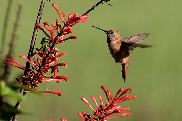 Juvenile Rufous Hummingbird
