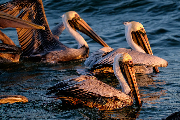 Brown Pelican Fish Feeding
