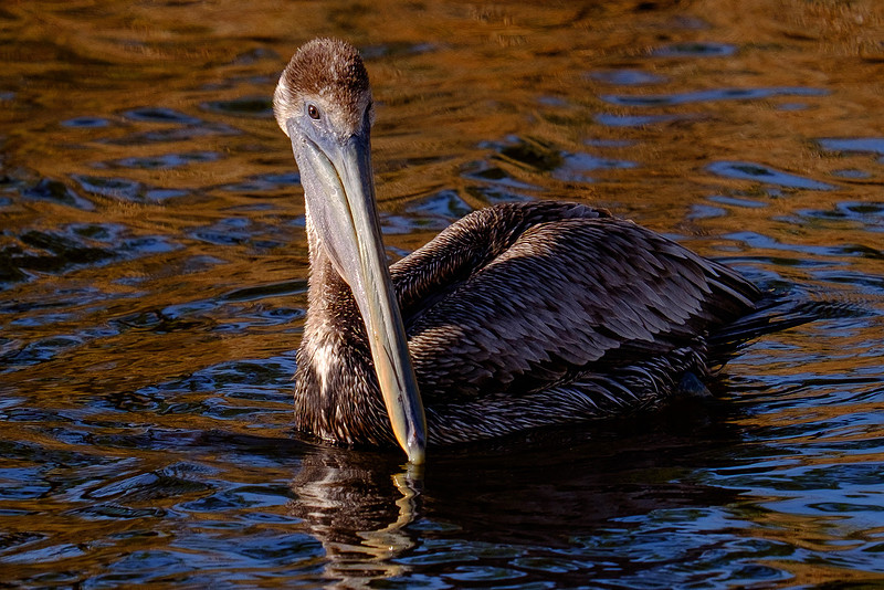 Juvenile Brown Pelican