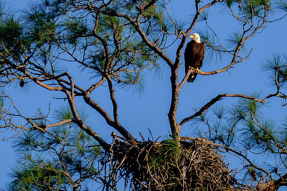 Bald Eagle in Gulf Shores