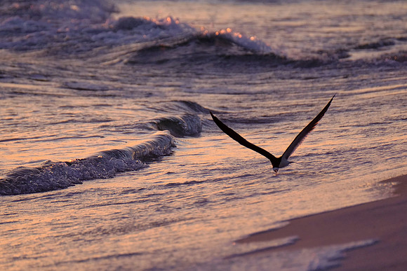 Wildlife at Pensacola Beach