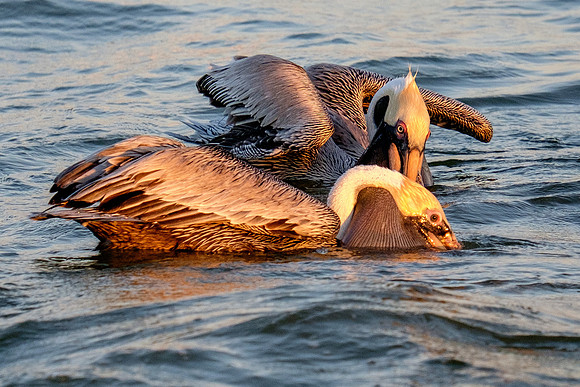 Brown Pelican Fish Feeding