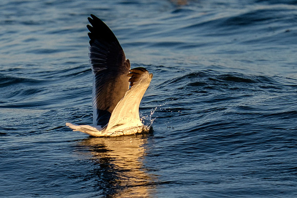 Brown Pelican Fish Feeding