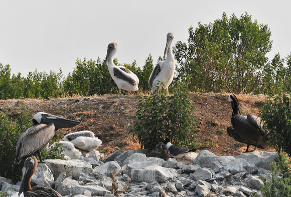 Juvenile Brown Pelicans
