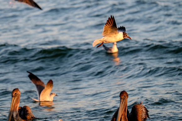 Brown Pelican Fish Feeding
