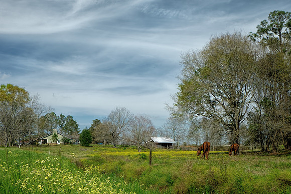 A Field of Grass and Flowers
