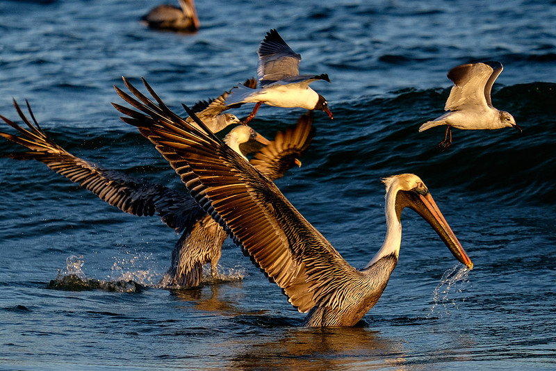 Brown Pelican Fish Feeding