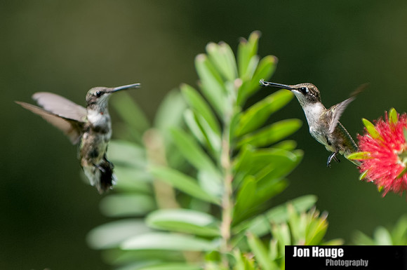 Hummingbird Photography