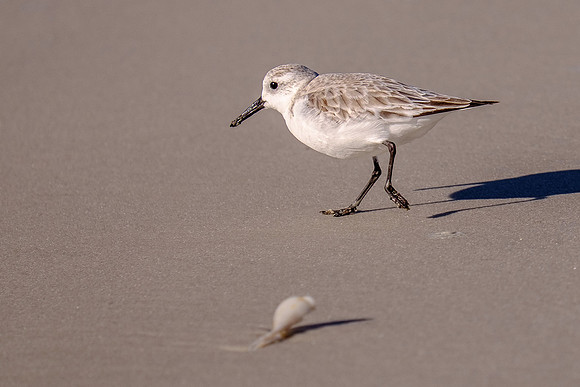 Sanderling