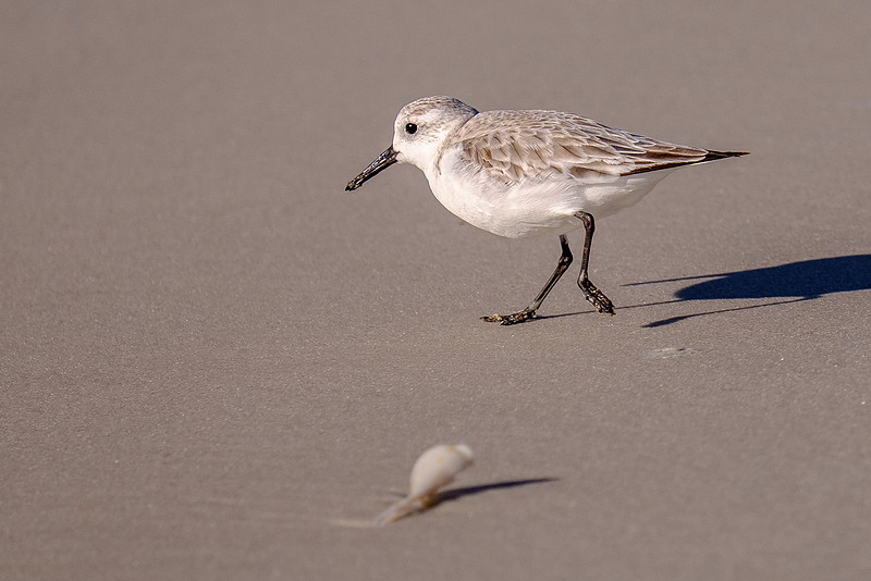 Sanderling